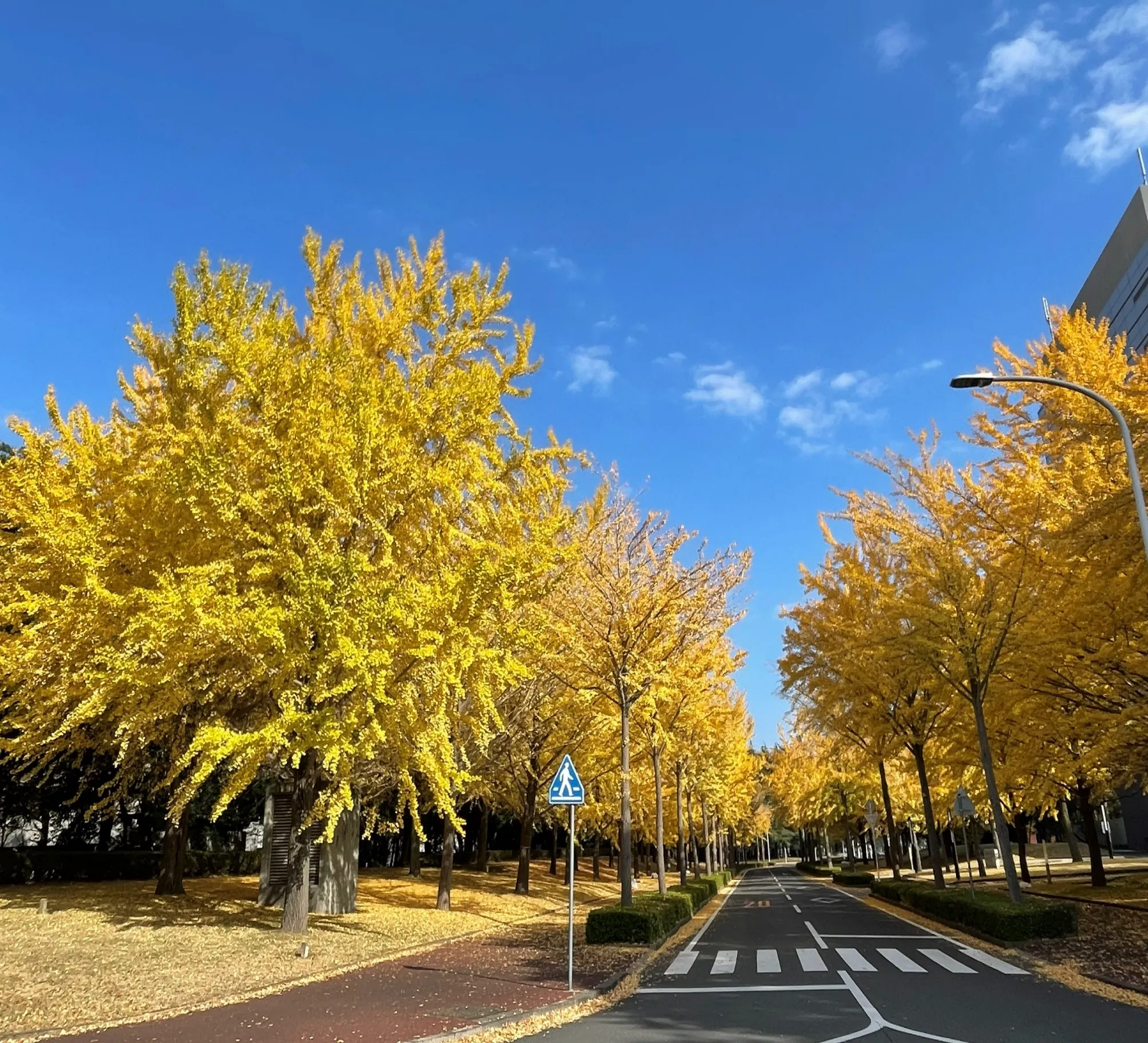 Venue — Golden Ginkgo Avenue (placeholder)